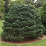 Borovica hladká (Pinus Strobus) ´NANA´ výška 50-60 cm, kont. C45L